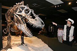 Paleontologist Robert T. Bakker with a mounted skeleton of a tyrannosaurid (Gorgosaurus libratus)