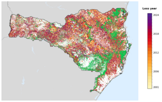 Map of Santa Catarina showing tree-cover loss years, with forest remaining since 2000 in green and loss years shaded yellow through purple.