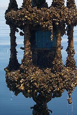 Encrusting a current meter, Lake Michigan