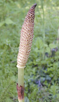 Strobilus of Equisetum telmateia
