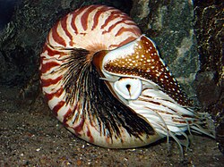 The chambered nautilus was named Nautilus pompilius in 1758.