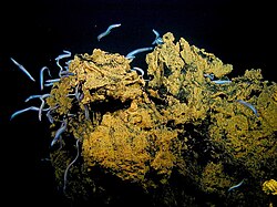 Swarms of small synaphobranchid eels, Dysommina rugosa, live in the crevices on the summit of Nafanua. Scientists dubbed this site "Eel City".