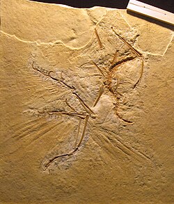 Cast of the Maxberg Specimen