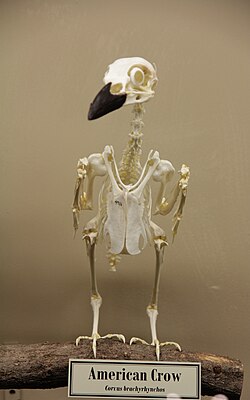 Skeleton of (Corvus brachyrhynchos) at the Museum of Osteology