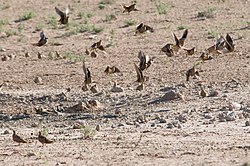 Namaqua sandgrouse are gregarious and feed and drink in large flocks