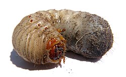 A scarab beetle grub from Australia.