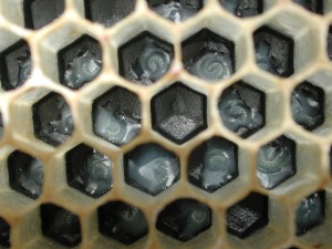 Recently hatched honey bee larvae are feeding on royal jelly for three days. Only larvae selected to become queens are fed the jelly longer than three days.