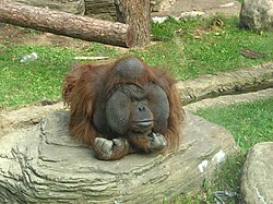 A male orangutan at the Moscow Zoo. The male's face pad widens as he grows older.