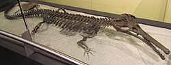Skeleton of Champsosaurus, a choristodere, the latest surviving order of extinct reptiles. The last known choristoderes are known from the Miocene, around 11.3 million years ago