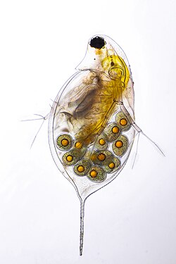 The water flea in the photo belongs to the daphnia family. In addition, the photo shows the embryo in her brood pocket