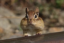 Brown chipmunk with large cheeks