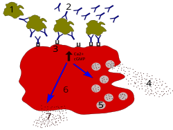 Degranulation process in allergy. Second exposure to allergen. 1 – antigen; 2 – IgE antibody; 3 – FcεRI receptor; 4 – preformed mediators (histamine, proteases, chemokines, heparin); 5 – granules; 6 – mast cell; 7 – newly formed mediators (prostaglandins, leukotrienes, thromboxanes, PAF).