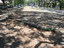Fallen pole across St. Charles streetcar tracks.