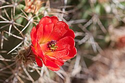 Close-up of Echinocereus triglochidiatus flower; Joshua Tree National Park, California