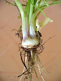 The “bulb” of the bulbous buttercup