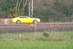 Deer that feed in close vicinity to a road are at risk of being killed in a road accident