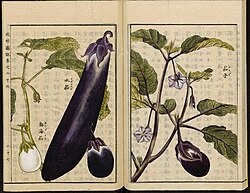 Varieties of Solanum melongena from the Japanese Seikei Zusetsu agricultural encyclopedia