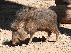 Chacoan peccary