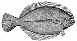 Modern flatfish are asymmetrical, with both eyes on the same side of the head.