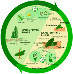 Sporic meiosis
