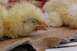 8 day old chick with avian influenza