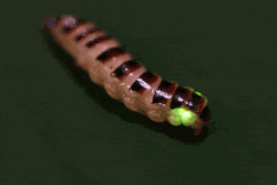 A beetle larva in rectilinear locomotion