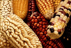 Exotic varieties are collected to add genetic diversity when selectively breeding new domestic strains.