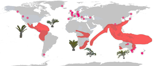 Global distribution of cycad genera. Red areas: cycad diversity; Purple dots: sampled fossil localities[21]