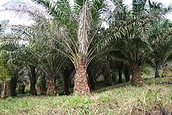 It took 10 years and 50 scientists spanning the globe to sequence the genome of Elaeis guineensis (oil palm). This genome was particularly difficult to sequence because it had many repeated sequences which are difficult to organise.[10]
