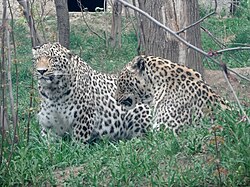 A breeding pair of Persian leopards