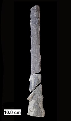 Prototaxites milwaukeensis, the only known member of an unknown kingdom of life, from the Middle Devonian of Wisconsin