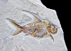 Fossil of the Cretaceous aulopiform †Nematonotus longispinus