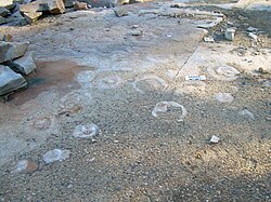 Stranded scyphozoans on a Cambrian tidal flat in Blackberry Hill, Wisconsin.