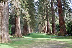 The well-known giant sequoia avenue planted in 1863 at Benmore Botanic Garden, Scotland. These trees are all over 50 metres (160 ft) tall