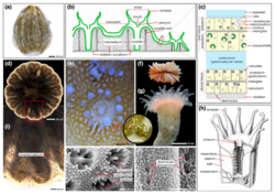 The general organization of the scleractinian coral soft tissue and underlying skeleton