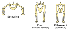 Hip joints and hindlimb postures of: (left to right) typical reptiles (sprawling), dinosaurs and mammals (erect), and rauisuchians (pillar-erect)
