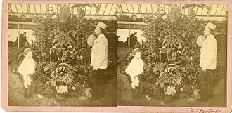 Interior of a "hothouse" (or greenhouse) in Central City Park, Macon, GA, c. 1877.