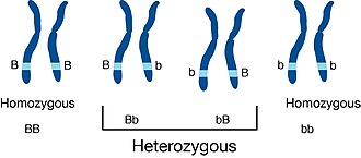 Homozygous and heterozygous