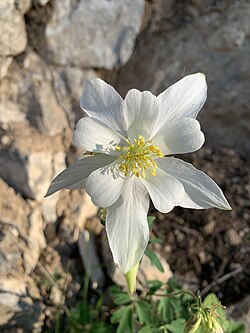 Aquilegia coerulea var. ochroleuca, a white flowered form photographed in Teton County, Wyoming