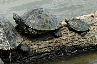 Mississippi map turtles (Graptemys pseudogeographica kohni) adult female (left) and adult male (right)