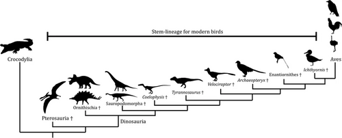Simplified phylogenetic tree showing the relationship between modern birds and other dinosaurs[21]