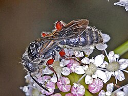 A female Tiphia femorata photographed in Italy