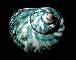 The great green turban was named Turbo marmoratus in 1758.
