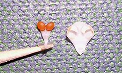 Stamen with pollinia and its anther cap. Phalaenopsis orchid.