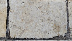 Fossils on Marble floor tile