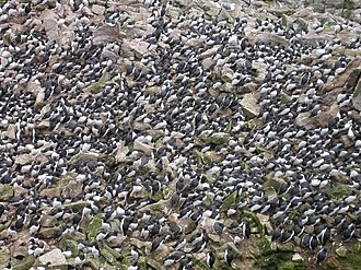 Common murre colony (Farallon Islands).