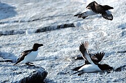 Razorbills are auks found in the Atlantic Ocean.