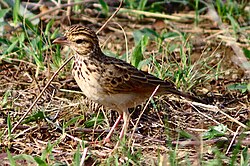 Paddyfield pipit, Anthus rufulus