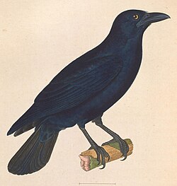 1838 illustration of Corvus nasicus
