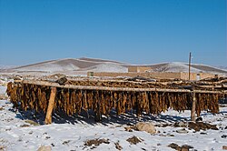 Sun-cured tobacco, Bastam, Iran